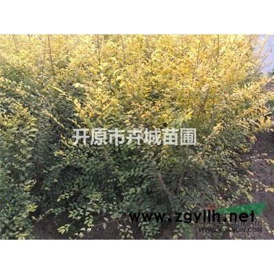 火炬小苗 耐寒成活率高火炬树播种苗 园林绿化护坡苗木 批发