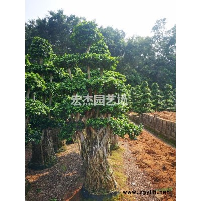 造型小叶榕桩头