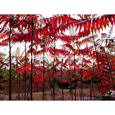 菲白竹 菲白竹价格  菲白竹基地