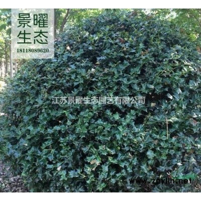雷竹的产地在哪里/哪里便宜/江苏景曜生态基地直销批发价格图片