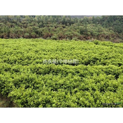 福建省龙岩地区供应瓜子黄杨（高60-80公分）