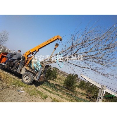 西安周至供应丛生五角枫