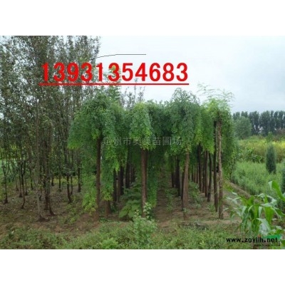 荷兰菊 定州荷兰菊 河北荷兰菊 荷兰菊价格
