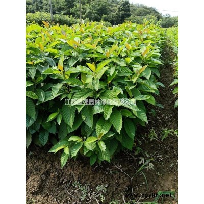 10公分湿地松12公分湿地松15公分湿地松18公分湿地松江西湿地松