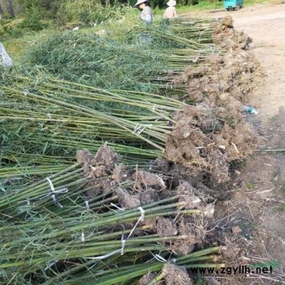 竹苗 刚竹 淡竹 早园竹子批发