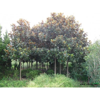 低价处理40至45公分移植四年香樟