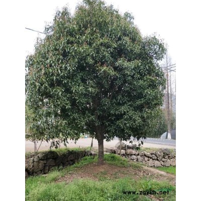 浙江供应直径15到20桂花树