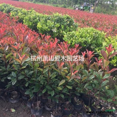 红叶石楠，金森，红花继木，大杯苗，有老板 需要连