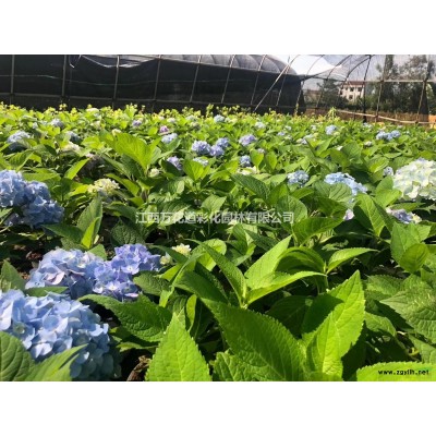 阐述四季石竹在园林上应用江西石竹改良品种高度20公分开满粉红鲜花的浪漫草坪