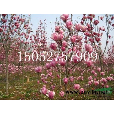 青皮竹、翠竹、早园竹、毛竹、四季竹