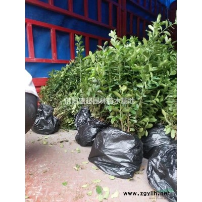 刚竹基地海量供应 河南*大的竹苗基地