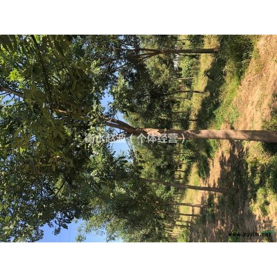 出售一批速生国槐