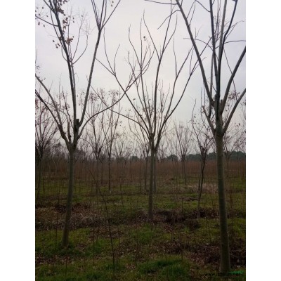 供应12-22公分精品榉树