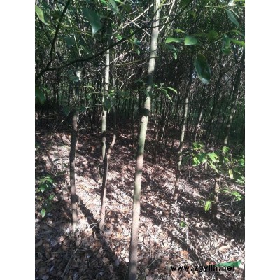 地径0.5-7公分杜英