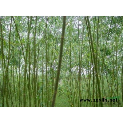 出售三年期美国竹柳树苗，胸径8-12，高度4米以上，价格面议