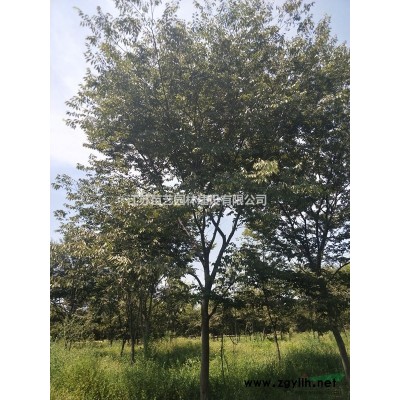 嫁接银杏批发-嫁接银杏价格-嫁接银杏图片-嫁接银杏树苗报价