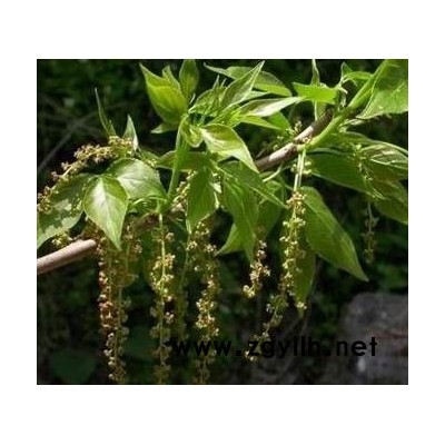 紫竹行情报价\紫竹图片展示