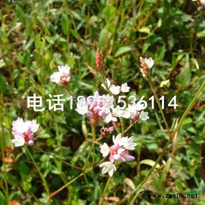 金镶玉竹基地直销 移栽竹苗 规格全 低价批发图2