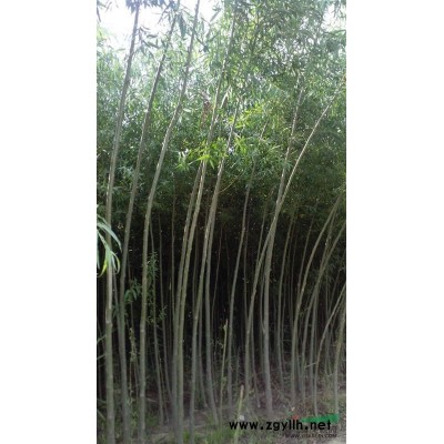 河北省衡水地区，清地处理3公分竹柳