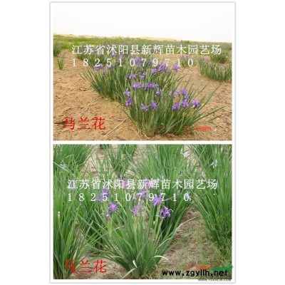 特售1-8米:青皮竹，紫竹，四季青竹、金镶玉竹、箬竹、慈竹