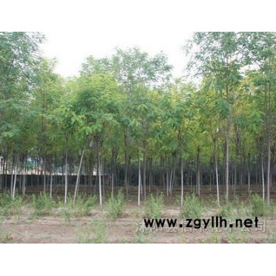 月季，月季花，各种月季，品种月季，玫瑰月季