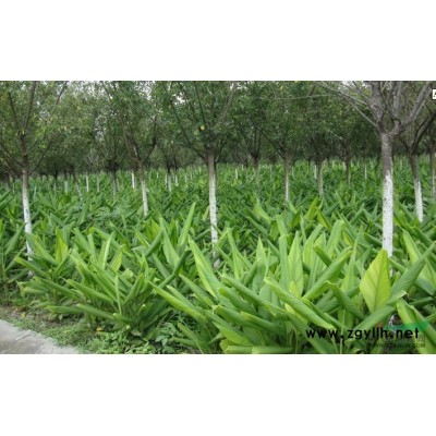 萧山慈孝竹H150-300,数量足,苗粗壮，价格实惠图2