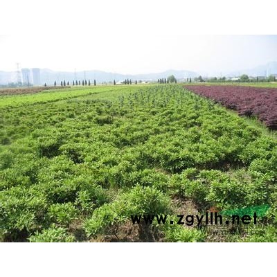 萧山慈孝竹H150-300,数量足,苗粗壮，价格实惠