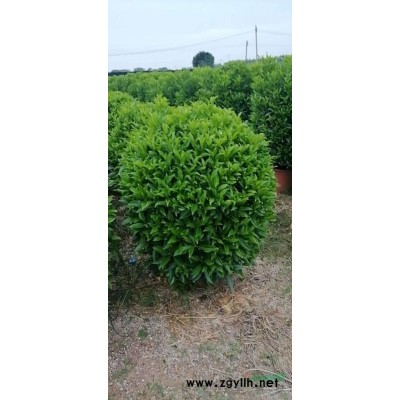 广东非洲茉莉价格