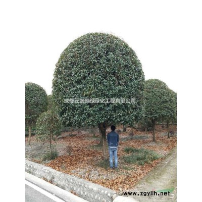 供应四川成都3CM-20CM紫叶李批发 低分枝红叶李基地供应