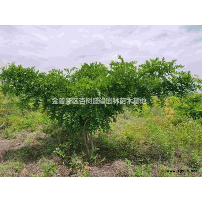 丛生元宝枫3-8m