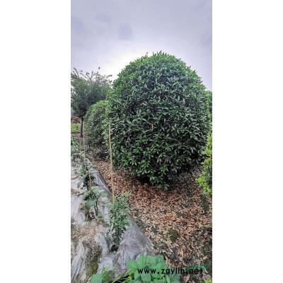 成都桂花、桂花基地、四川桂花批发5-22公分