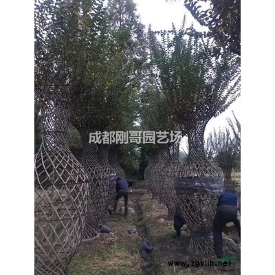 紫薇椅子造型批发，1500元