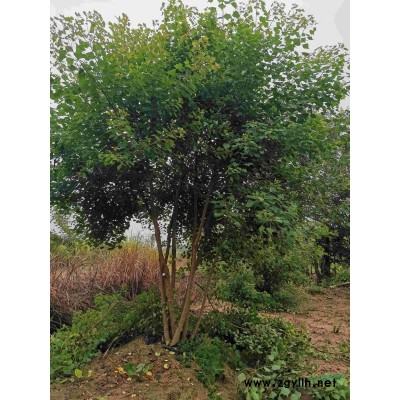 原生态乌桕小丛生