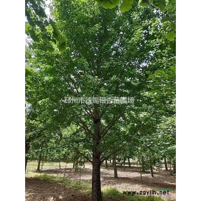 供应胸径25公分实生银杏树、价格1200元