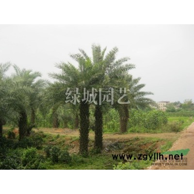 漳州供应榕树桩盆景