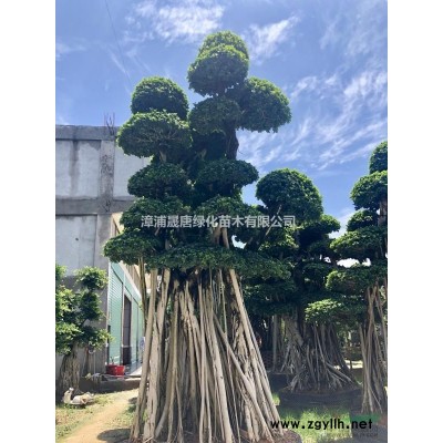 精品造型小叶榕 榕树桩头