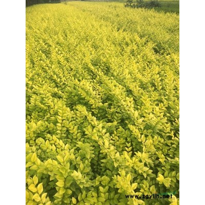 精品卫矛、女贞小苗各类绿化树