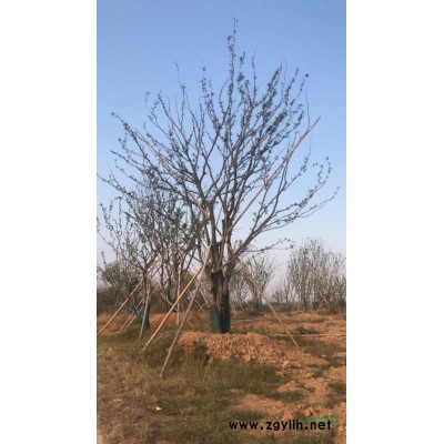 单杆15到70朴树，大小丛生朴树