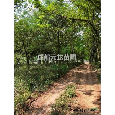 大量有精品香泡