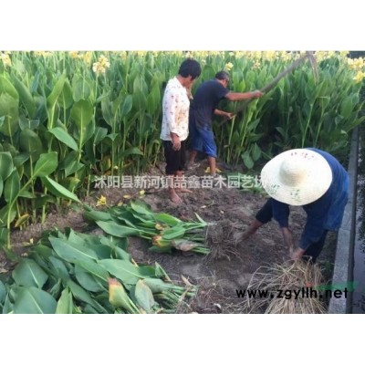 瓜子黄杨绿化苗