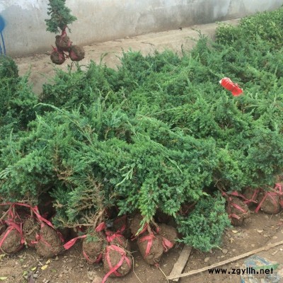 江苏宿迁二盼园林竹子价格_竹子图片_竹子产地_竹子基地