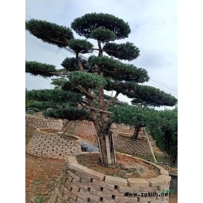 江苏地区供应红叶小檗床苗金叶女贞床苗