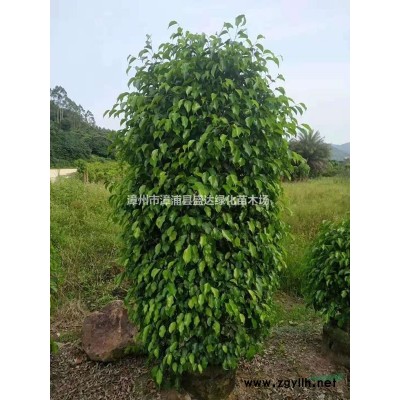 供应4-15公分红枫