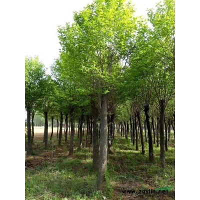 南阳地区出售各种规格树桩月季