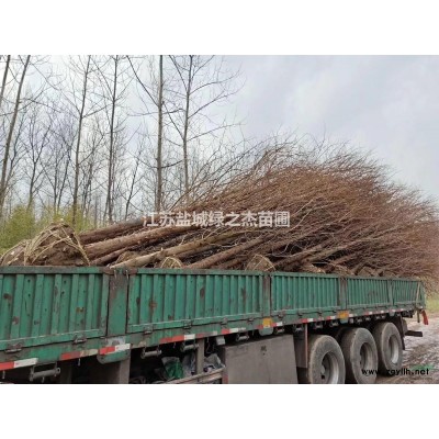 米经5公分一*高杆女贞 大叶女贞