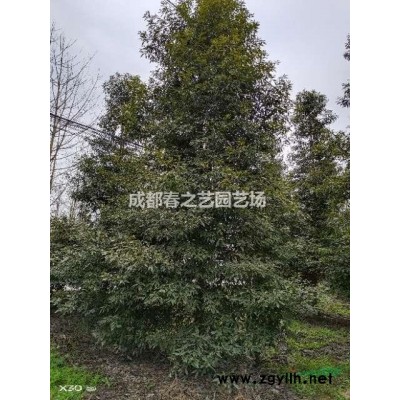 成都温江长期供应红叶石楠10杯16杯