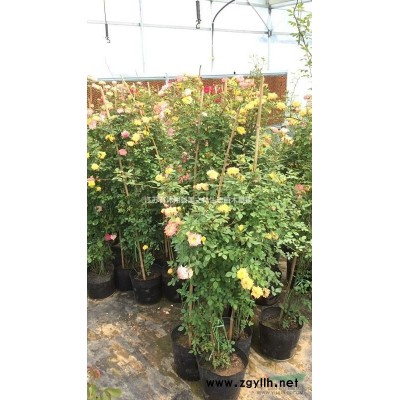 [供应]江苏大量供应青竹 早园竹金镶玉竹 紫竹 淡竹 观音竹