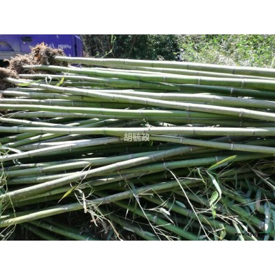 淡竹，青竹，雷竹，早园竹