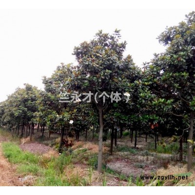 广玉兰低价出售