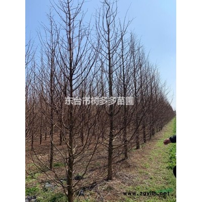 各种规格水杉出售